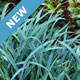 New Grasses