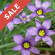 Grasses on Sale
