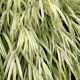 Staff picks for Grasses