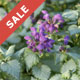Groundcovers on Sale