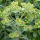 Staff picks for Groundcovers