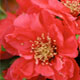 All Shrubs