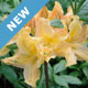 New Shrubs