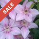 Shrubs on Sale