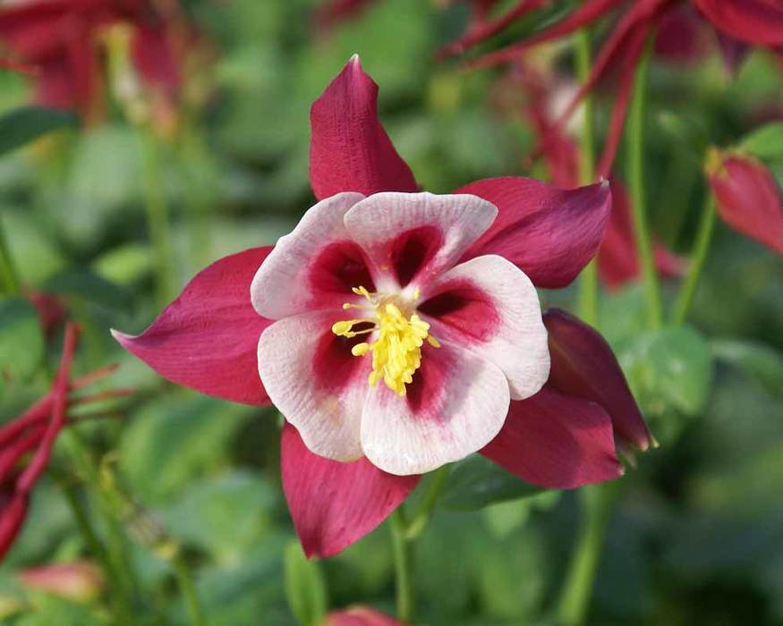 Aquilegia Songbird Cardinal Bluestone Perennials