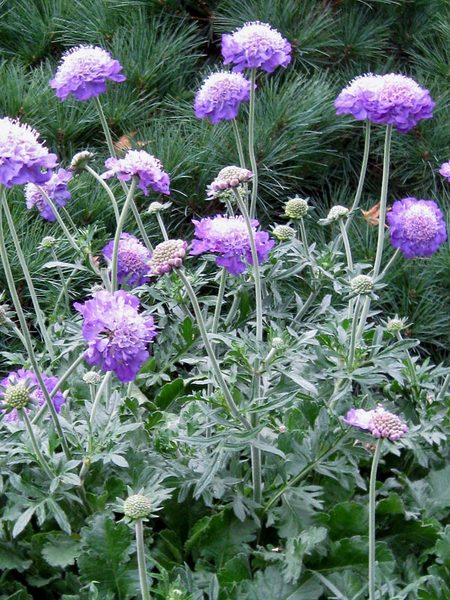 Product Viewer - Scabiosa Mariposa Violet