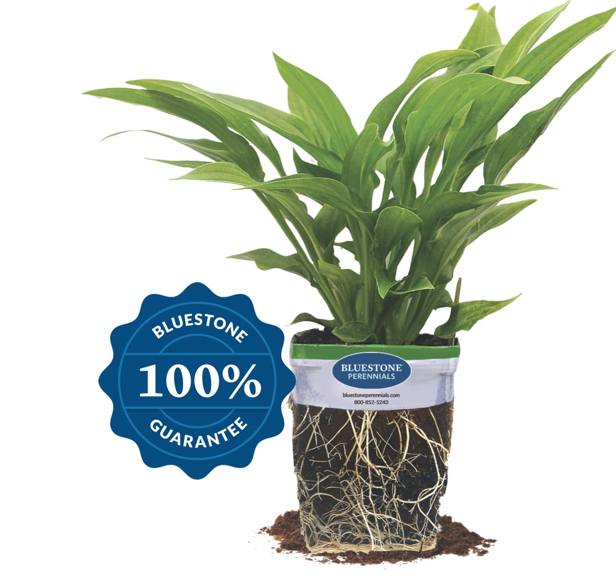 Our plants will reach you in great condition. 100% guarantee