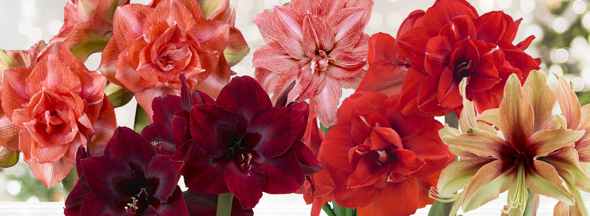 Amaryllis