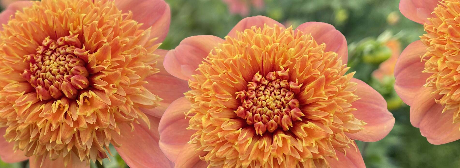 Dahlia Sandia Brocade