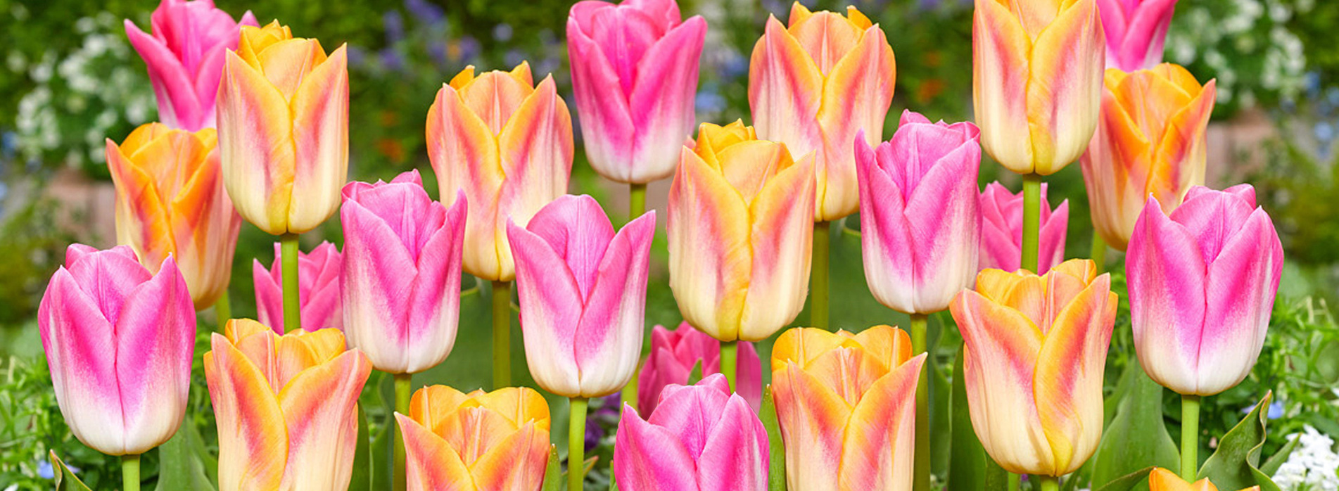 Tropical Paradise Tulip Blend