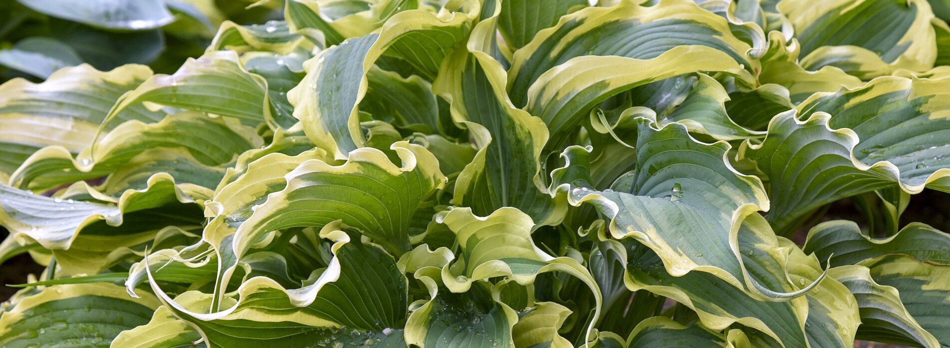 Hosta Voices in the Wind