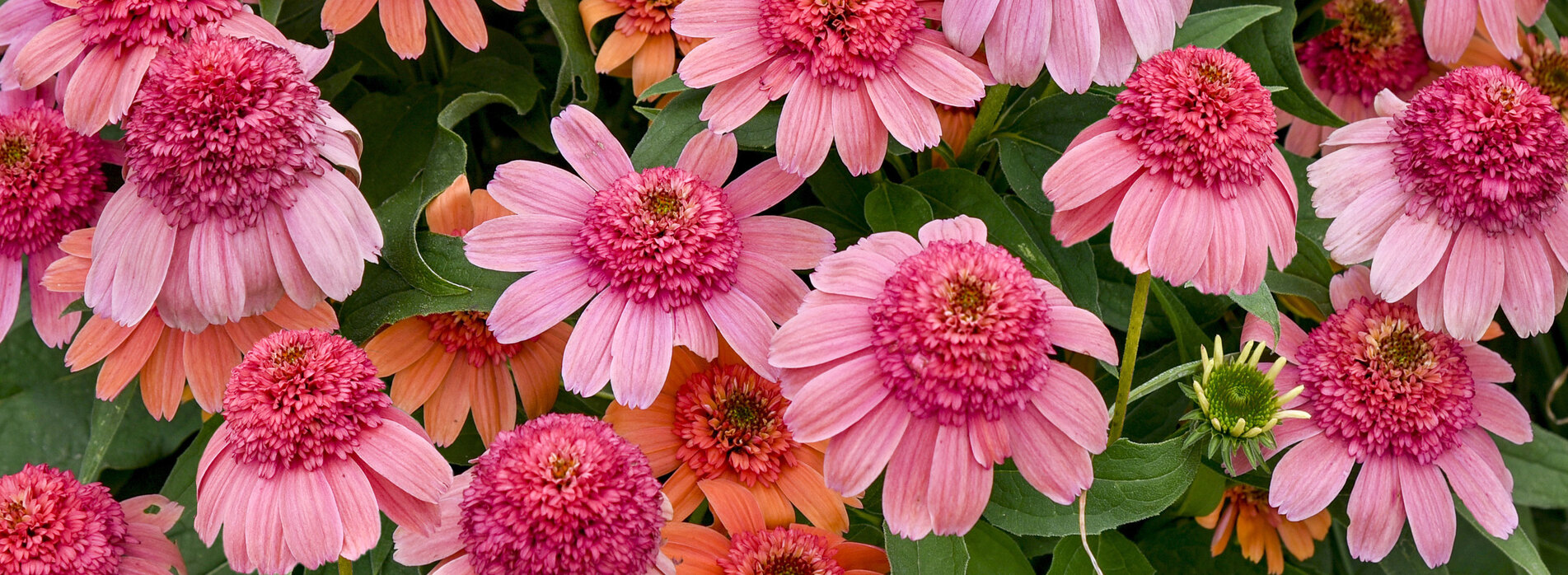 Echinacea Double Dipped Rainbow Sherbet