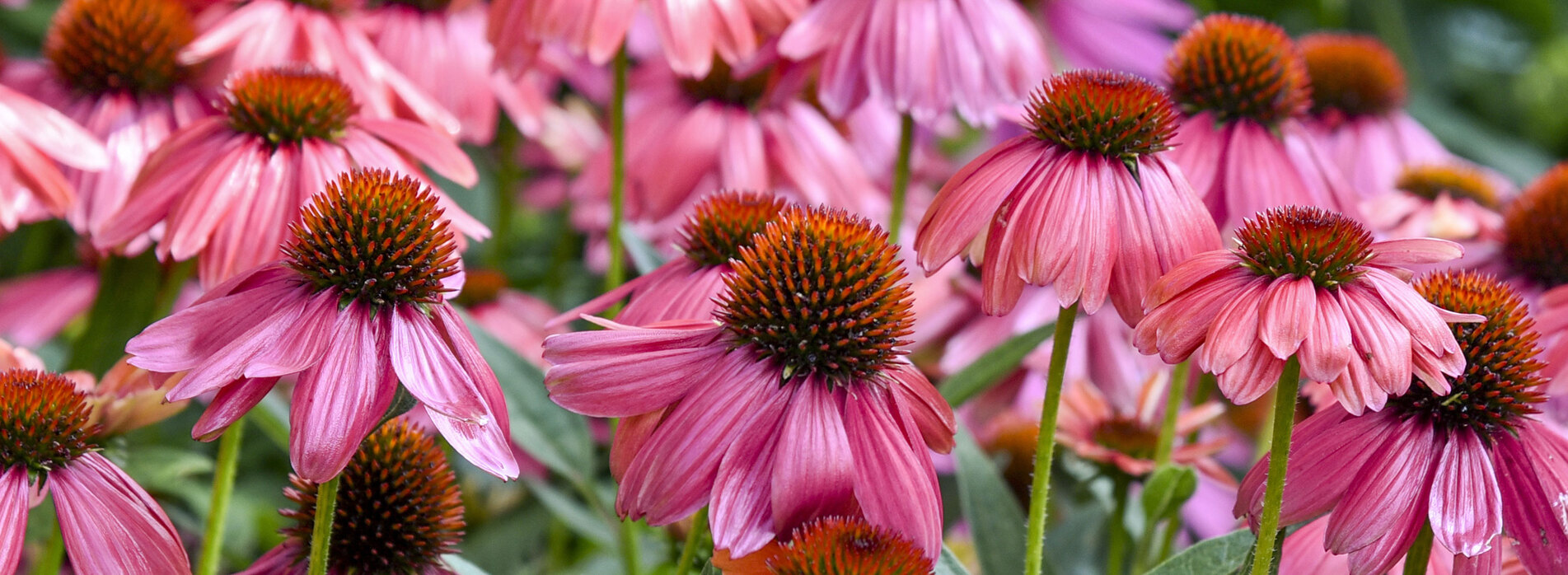 Echinacea Summersong™ Firefinch