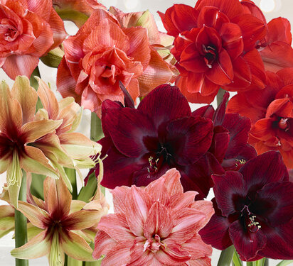 Amaryllis