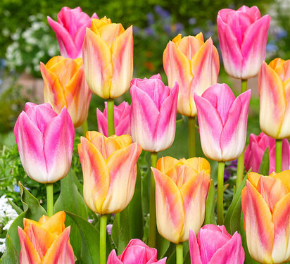 Tropical Paradise Tulip Blend