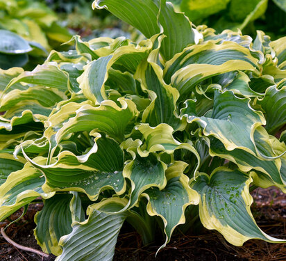 Hosta Voices in the Wind