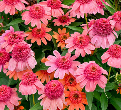 Echinacea Double Dipped Rainbow Sherbet