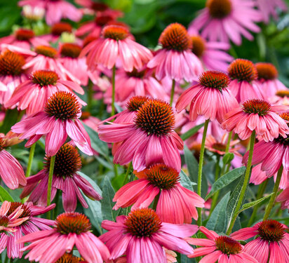 Echinacea Summersong™ Firefinch