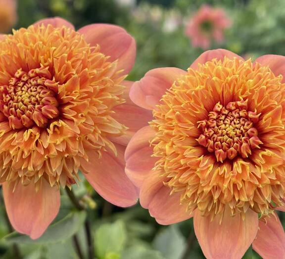 Dahlia Sandia Brocade