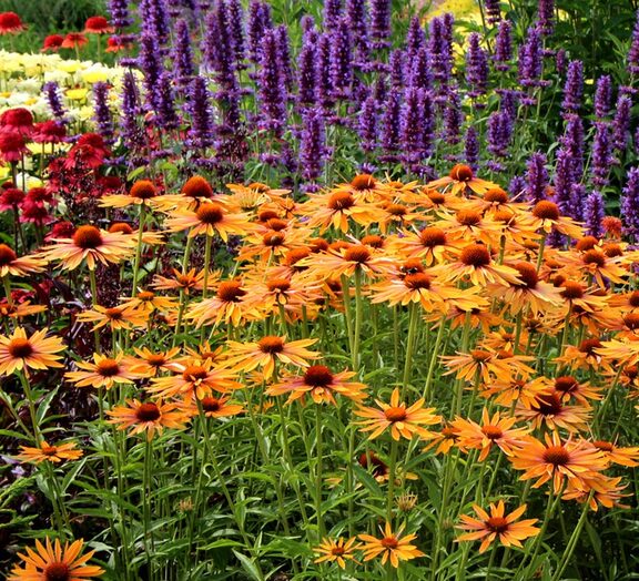 Echinacea Big Kahuna