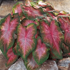 Caladium