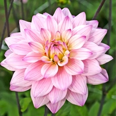 Dahlias