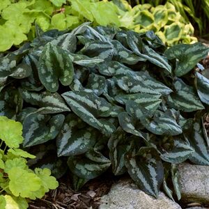 Groundcovers For Shady Spots