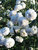 Achillea Angels Breath