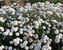 Achillea Angels Breath