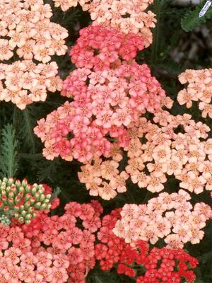 Achillea / Yarrow  Bluestone Perennials