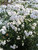 Achillea Ballerina