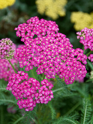 Pink Grapefruit Yarrow (Achillea 'Pink Grapefruit') in Lethbridge