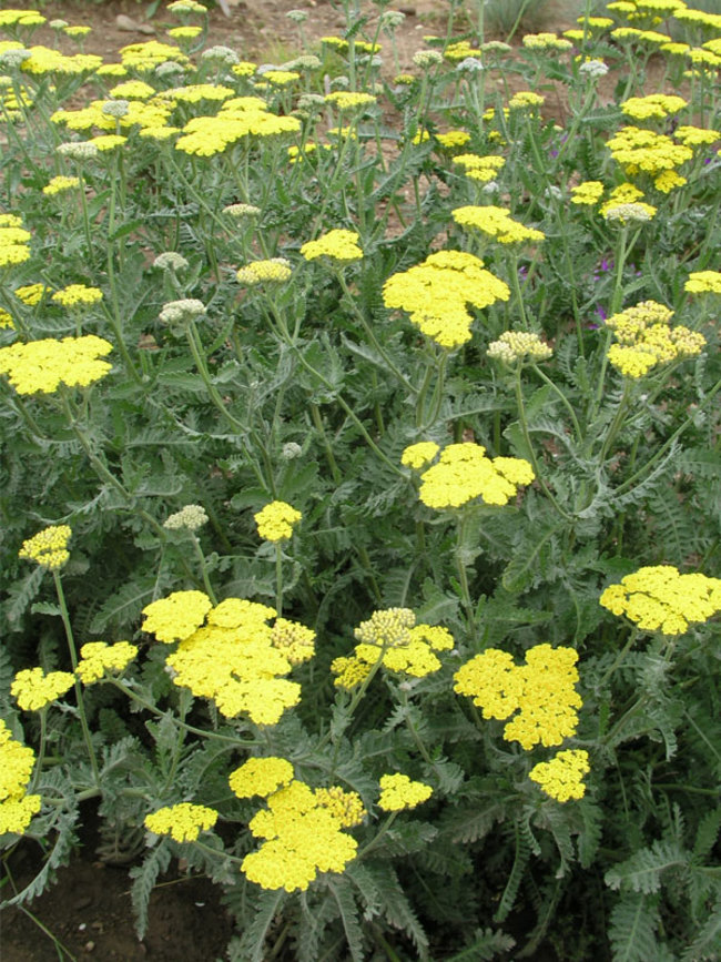 Achillea Moonshine | Bluestone Perennials