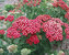 Achillea Paprika