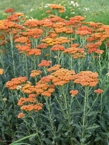 Achillea Sassy Summer Sunset | Bluestone Perennials