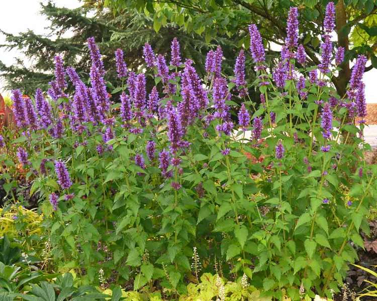 Product Viewer - AGASTACHE BLUE BOA*