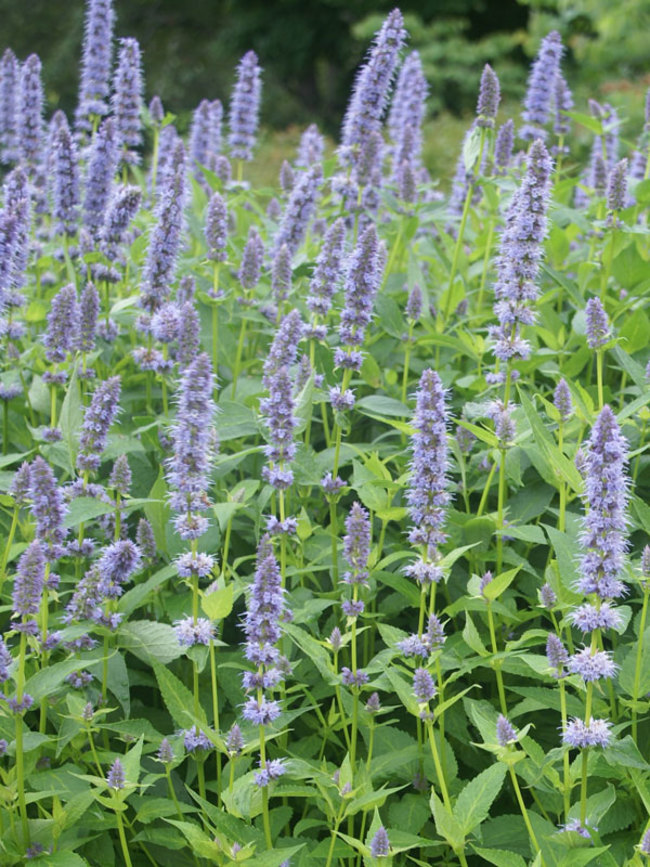 Agastache Blue Fortune | Bluestone Perennials