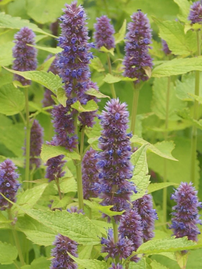 Agastache Golden Jubilee | Bluestone Perennials