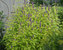 Agastache Golden-Jubilee