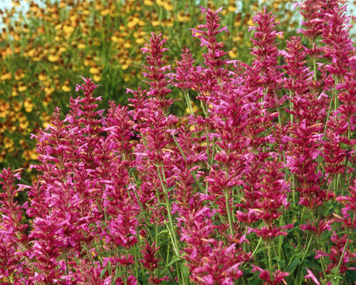 Agastache Heat Wave | Bluestone Perennials