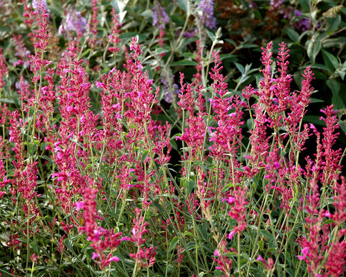 Agastache Heat Wave | Bluestone Perennials