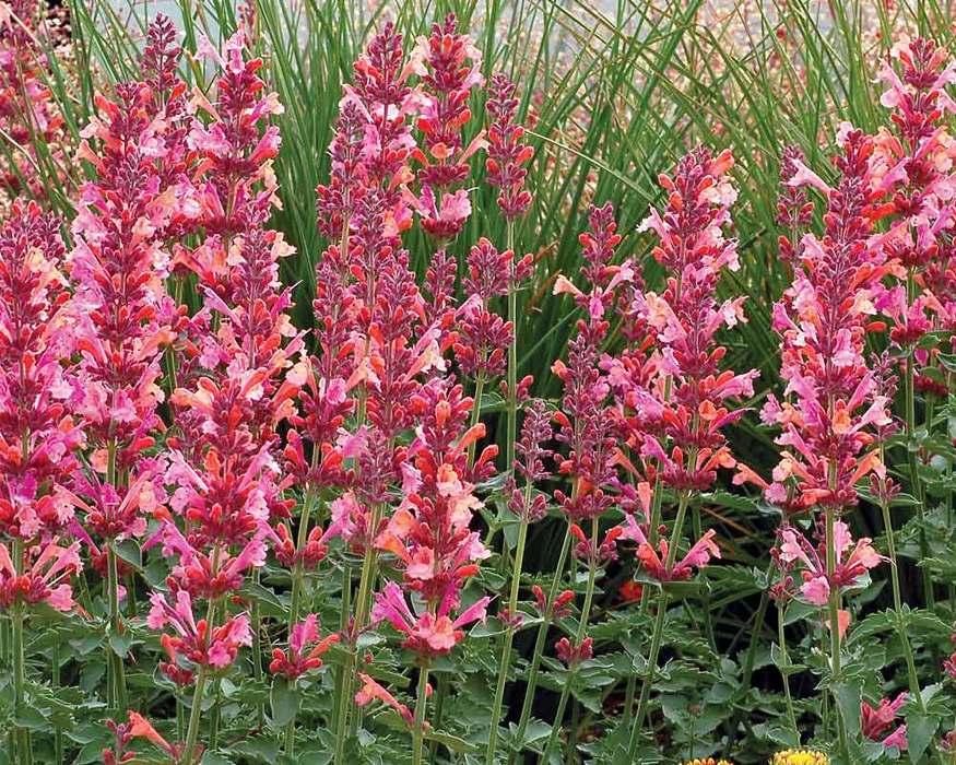 Agastache Kudos Ambrosia | Bluestone Perennials