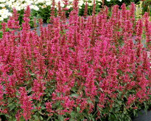 Agastache Morello | Bluestone Perennials