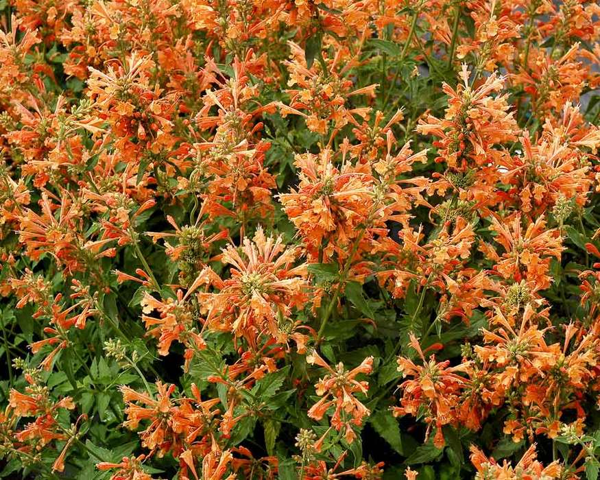 Agastache Poquito Orange | Bluestone Perennials