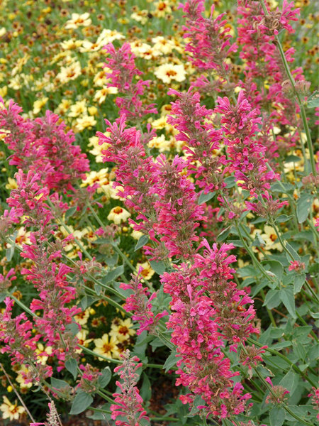 Product Viewer - Agastache Raspberry Summer