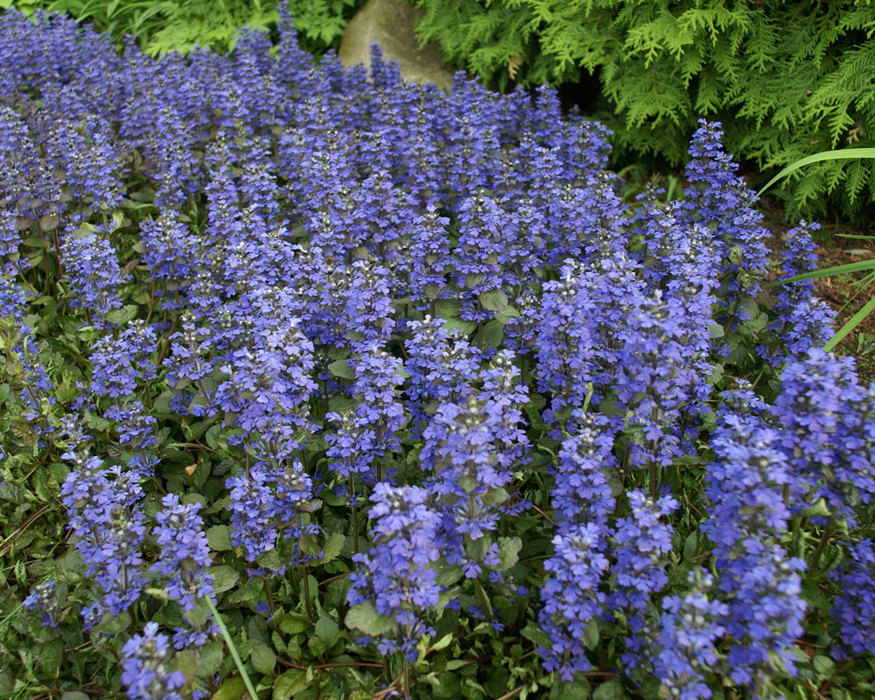 Ajuga Bronze Beauty | Bluestone Perennials