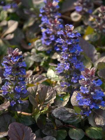 Ajuga Black Scallop | Bluestone Perennials