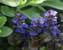 Ajuga Black Scallop