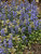 Ajuga Chocolate-Chip