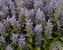 Ajuga Chocolate-Chip